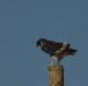 Buteo augur