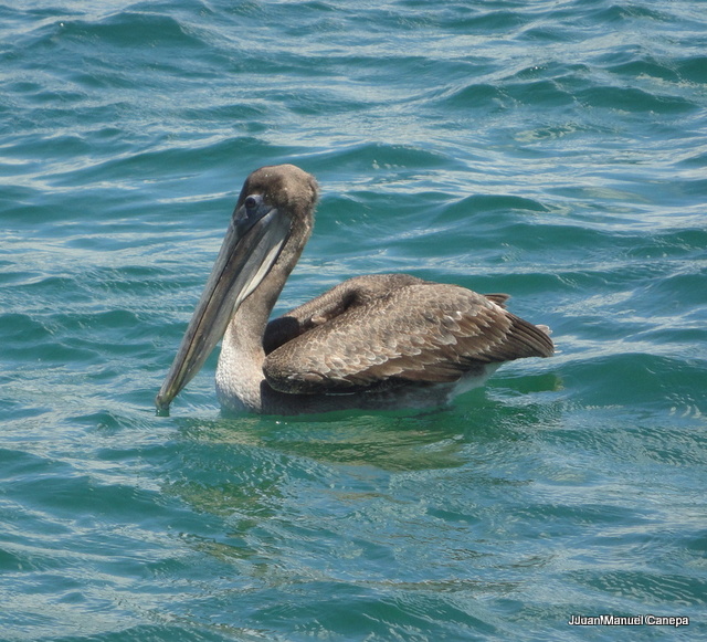 Foto Pelícano Pardo