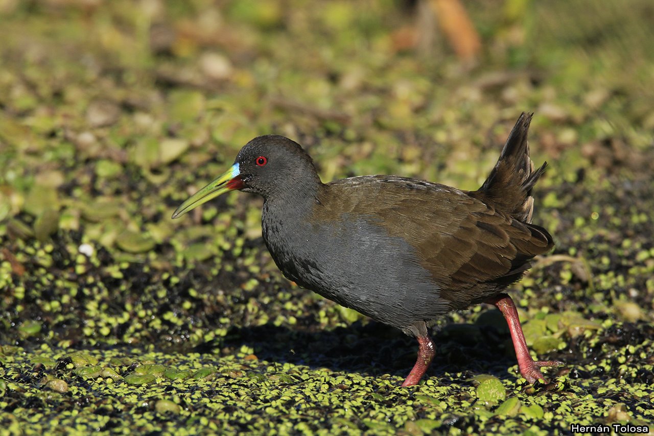 Foto Gallineta Común