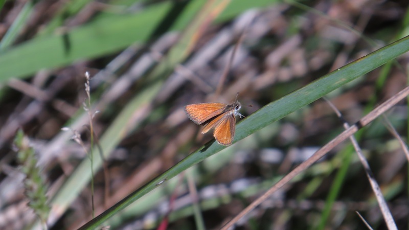 Foto Doradita Rayada