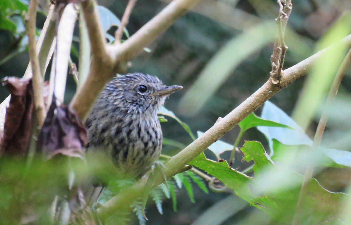 Foto Tiluchi Estriado