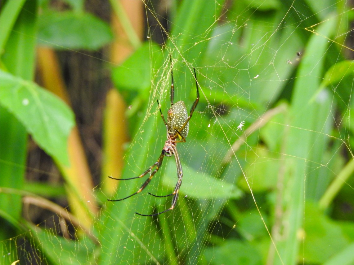 Photo Araña Tejedora Dorada