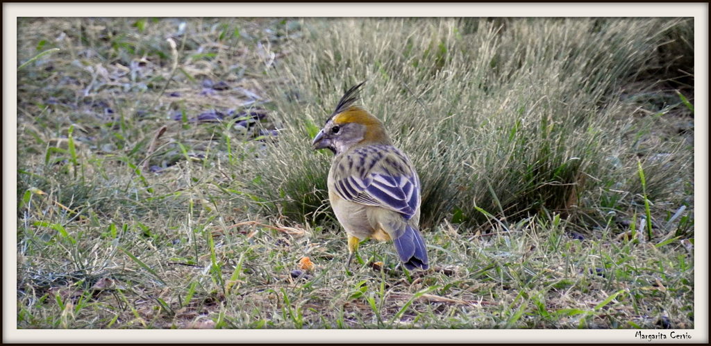 Photo Cardenal Amarillo