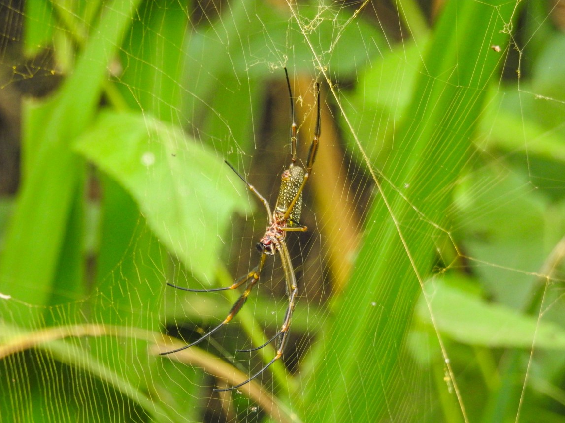 Foto Araña Tejedora Dorada