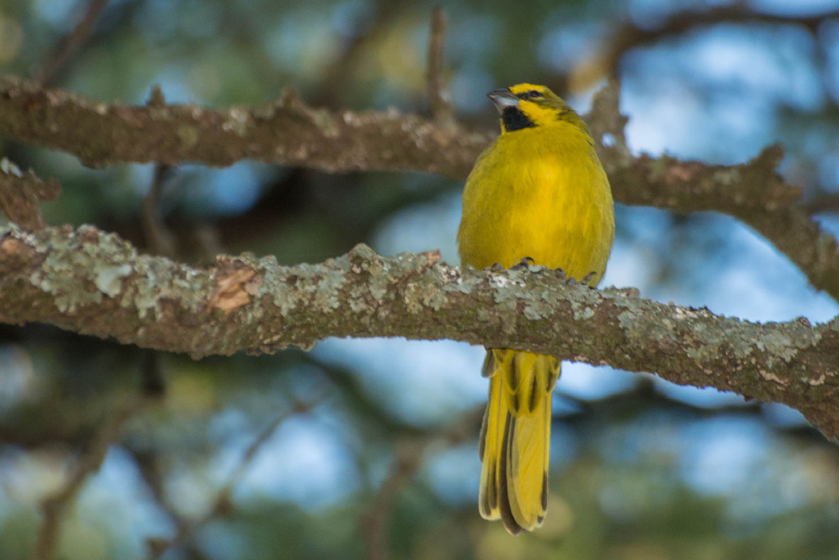 Foto Cardenal Amarillo