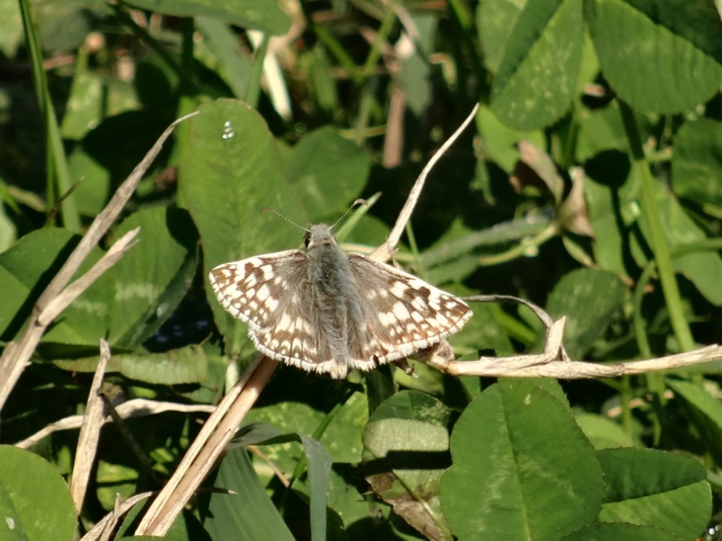 Foto Ajedrezada de Lunar