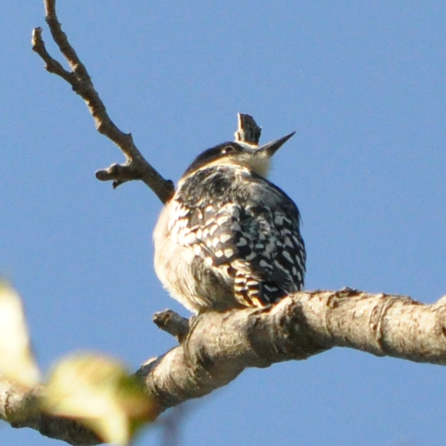 Photo Carpintero del Cardón