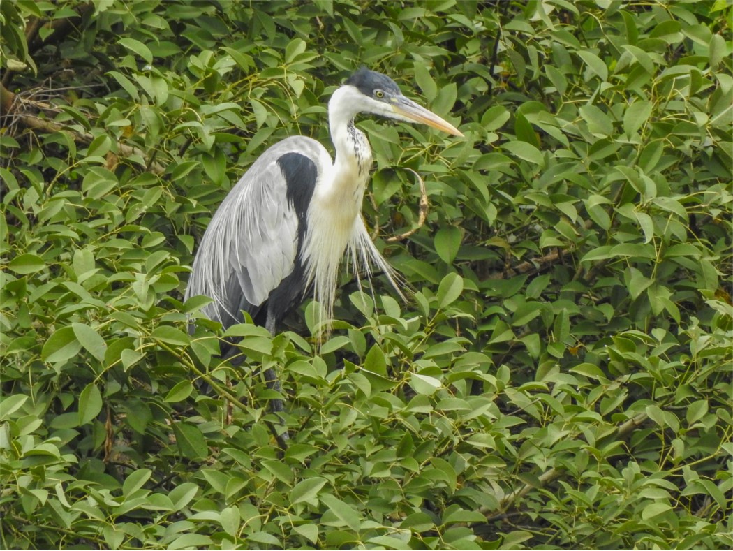 Foto Garza Mora