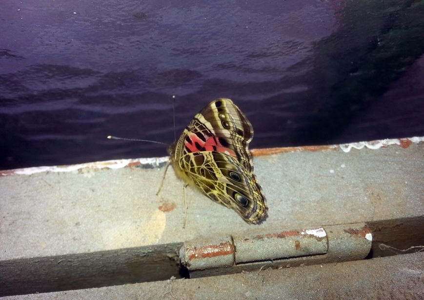 Foto Dama Pintada