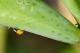 Aphis nerii