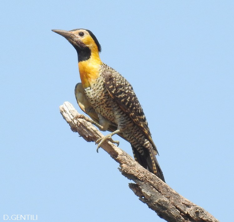 Foto Carpintero Campestre
