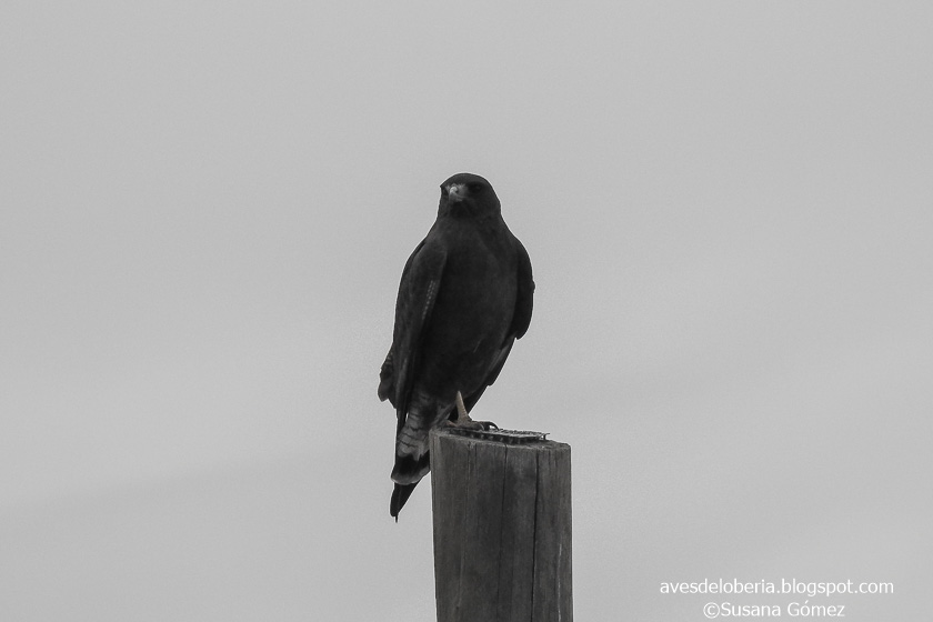 Foto Aguilucho Alas Largas