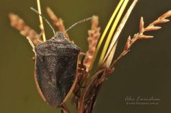  (Pentatomidae sp.)