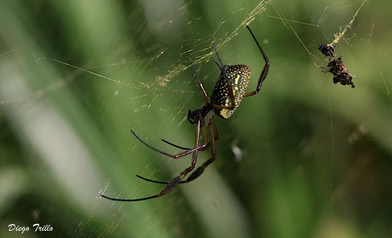 Foto Araña Tejedora Dorada