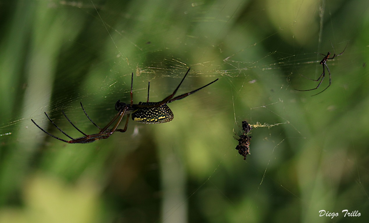 Foto Araña Tejedora Dorada