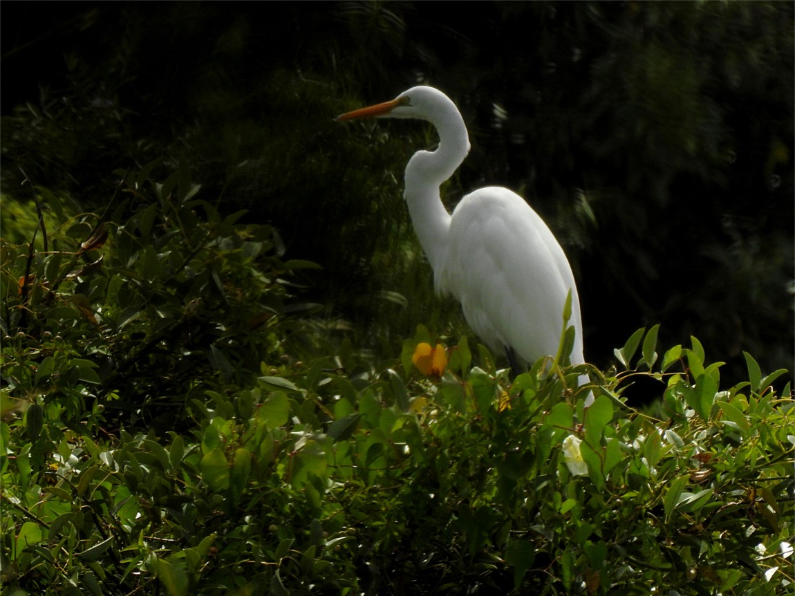 Foto Garza Blanca
