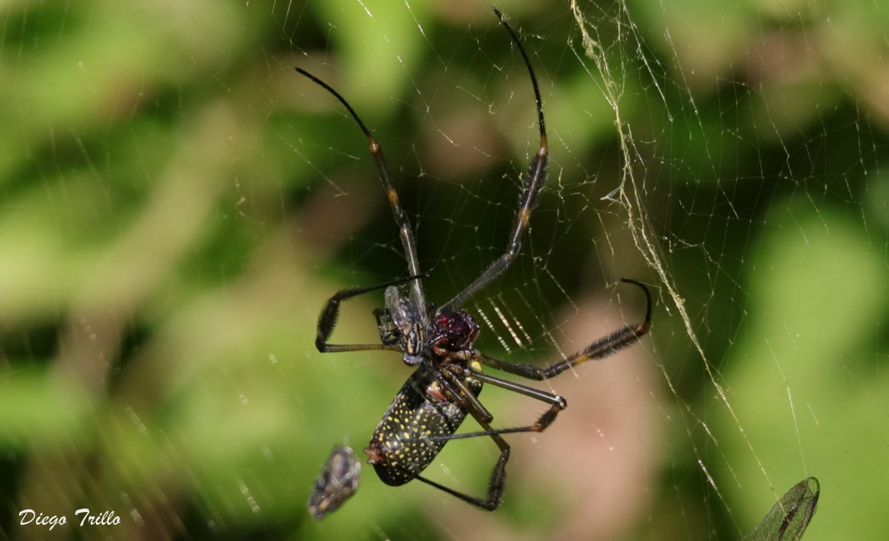 Foto Araña Tejedora Dorada