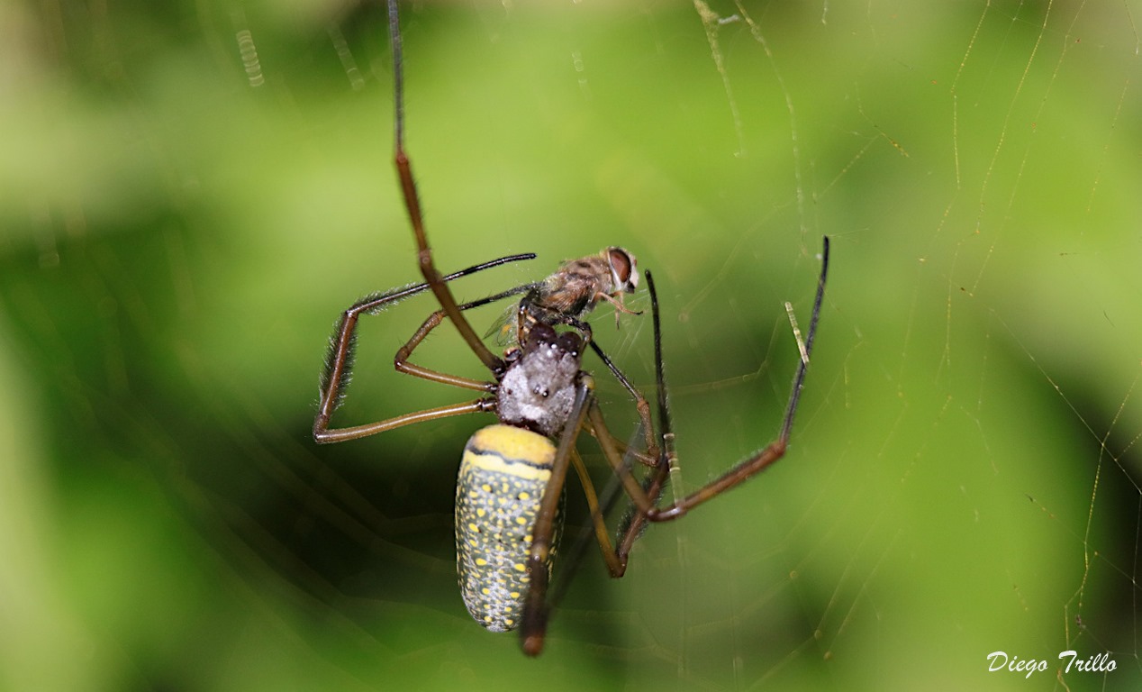 Foto Araña Tejedora Dorada