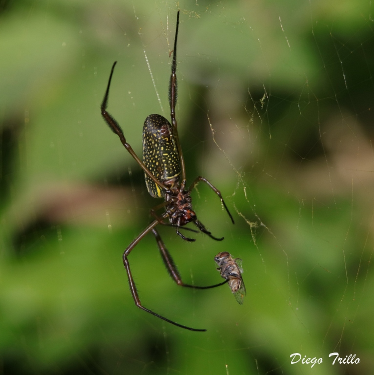Foto Araña Tejedora Dorada