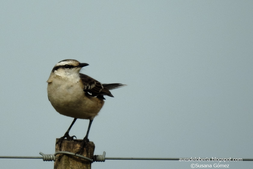 Foto Calandria Grande