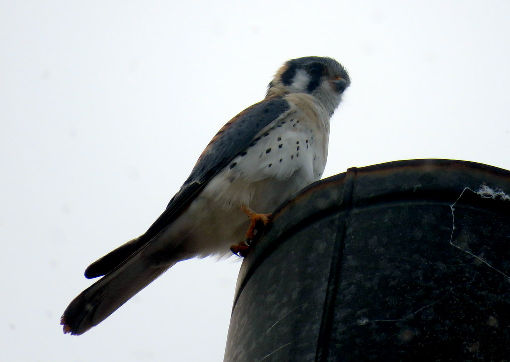 Foto Halconcito Colorado