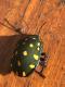 Pachycoris torridus