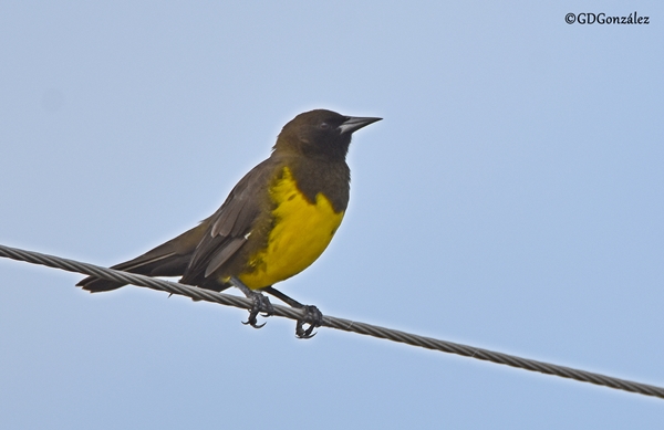 Foto Pecho Amarillo Común