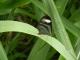 Ithomia agnosia