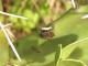 Largus rufipennis
