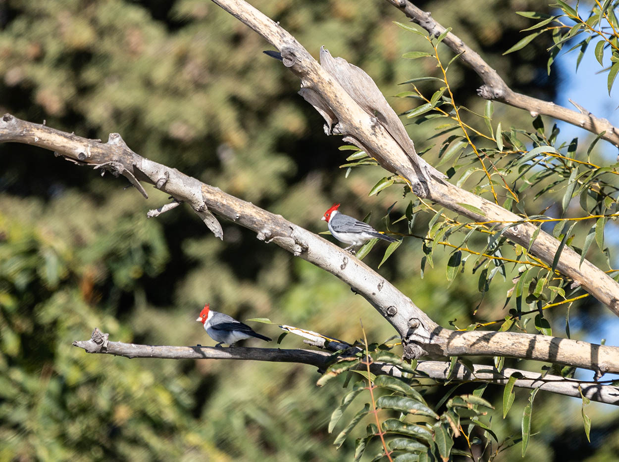 Photo Cardenal Común