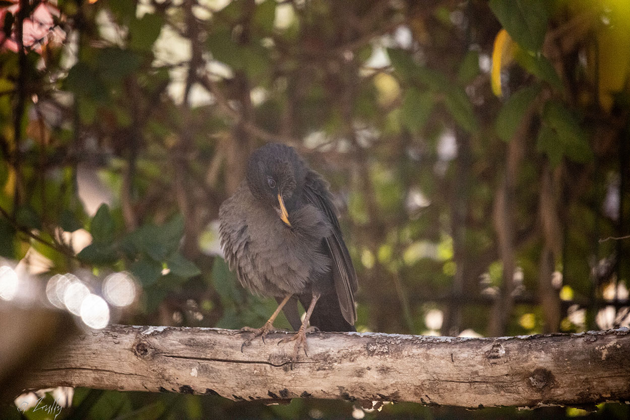 Foto Zorzal Chiguanco
