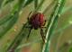 Araneus corporosus