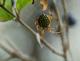 Araneus workmani