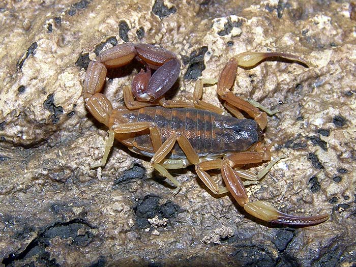 Foto Escorpión Tityus