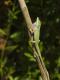 Anolis carolinensis