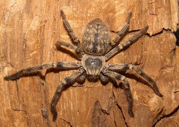 Foto Arañon del Monte