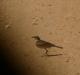 Anthus leucophrys