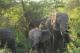 Loxodonta africana