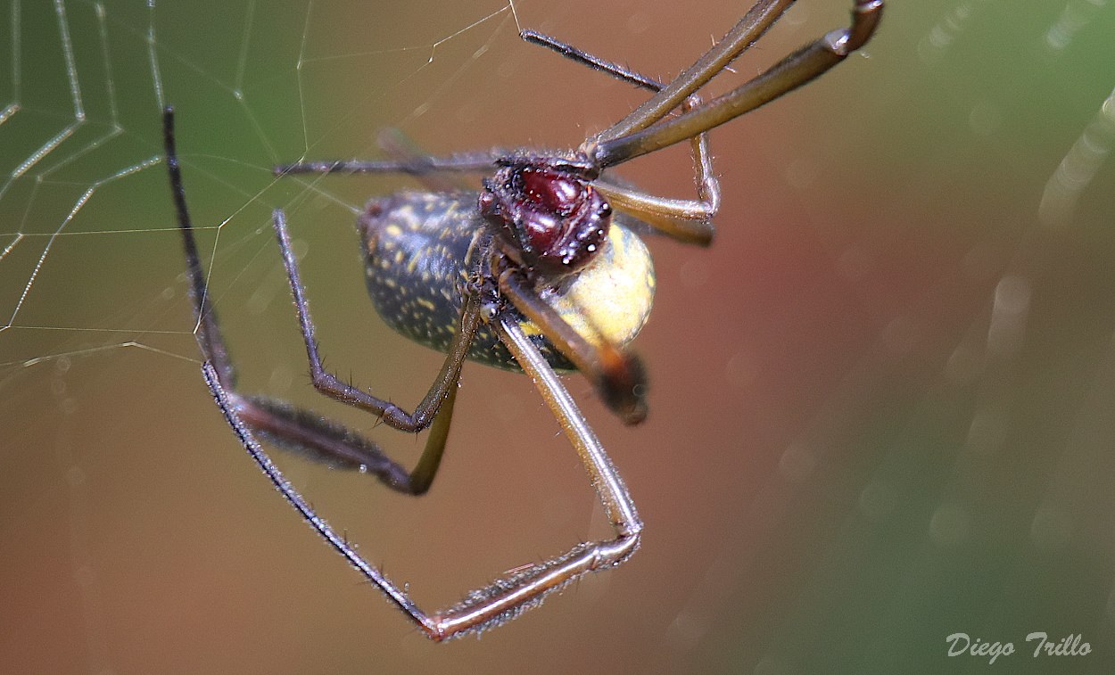 Foto Araña Tejedora Dorada
