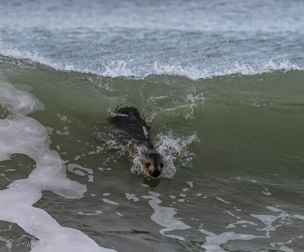 Photo Lobo Marino de Un Pelo