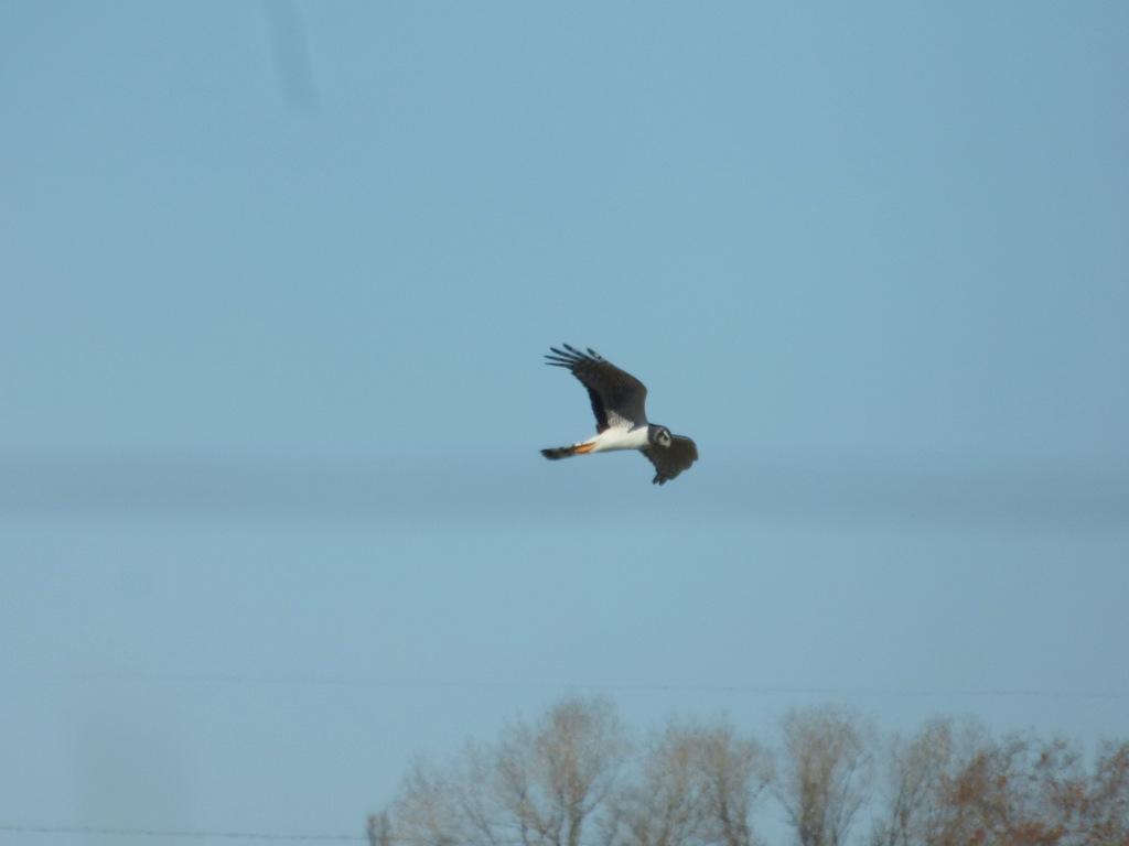 Foto Gavilán Planeador