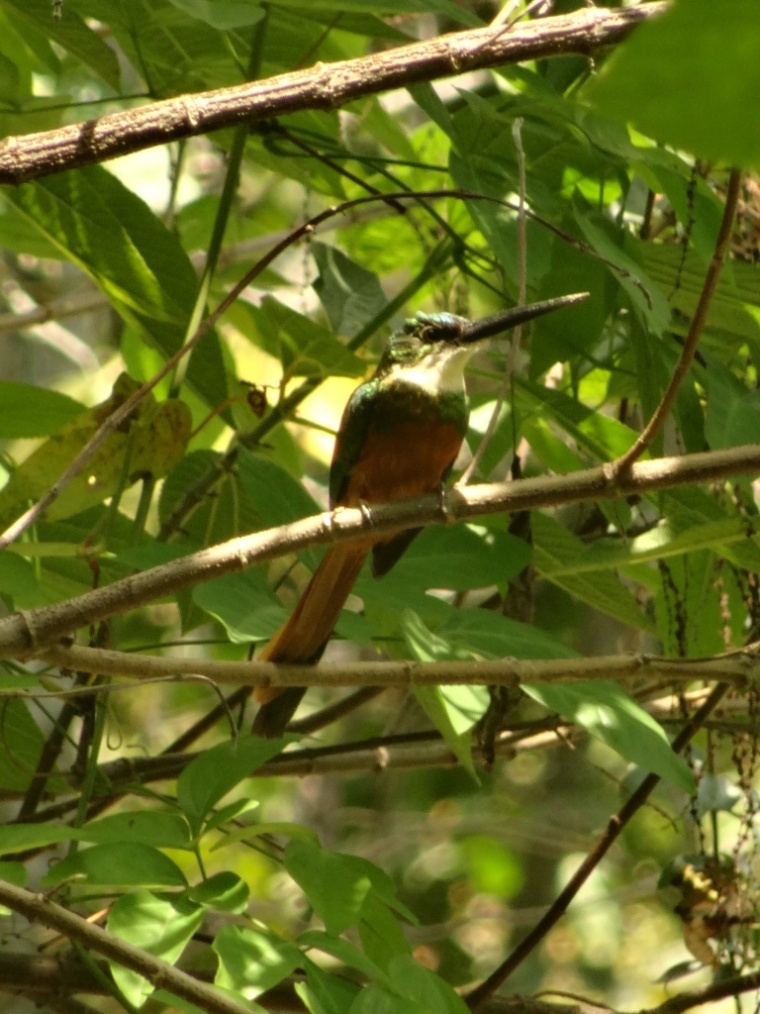 Foto Jacamar Rabirrufo