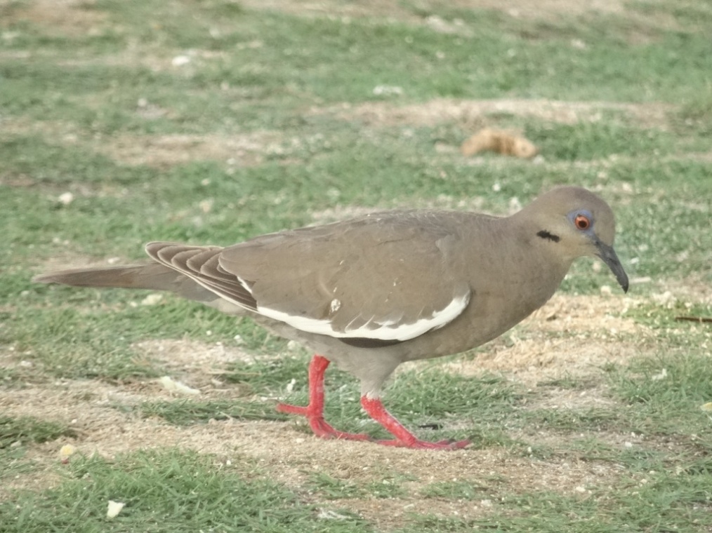 Foto Paloma Ala Blanca