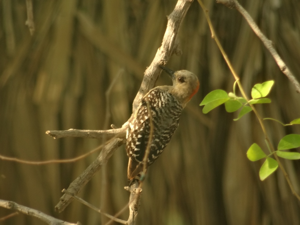 Foto Carpintero Coronirrojo