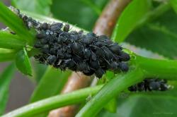 Black Bean Aphid (Aphis fabae)