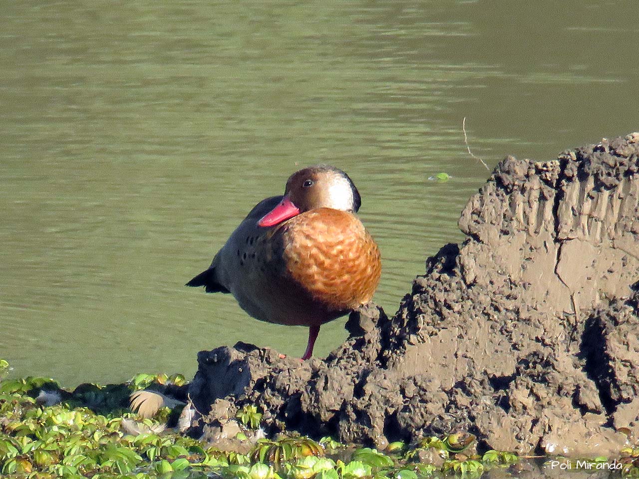 Foto Pato Cutirí