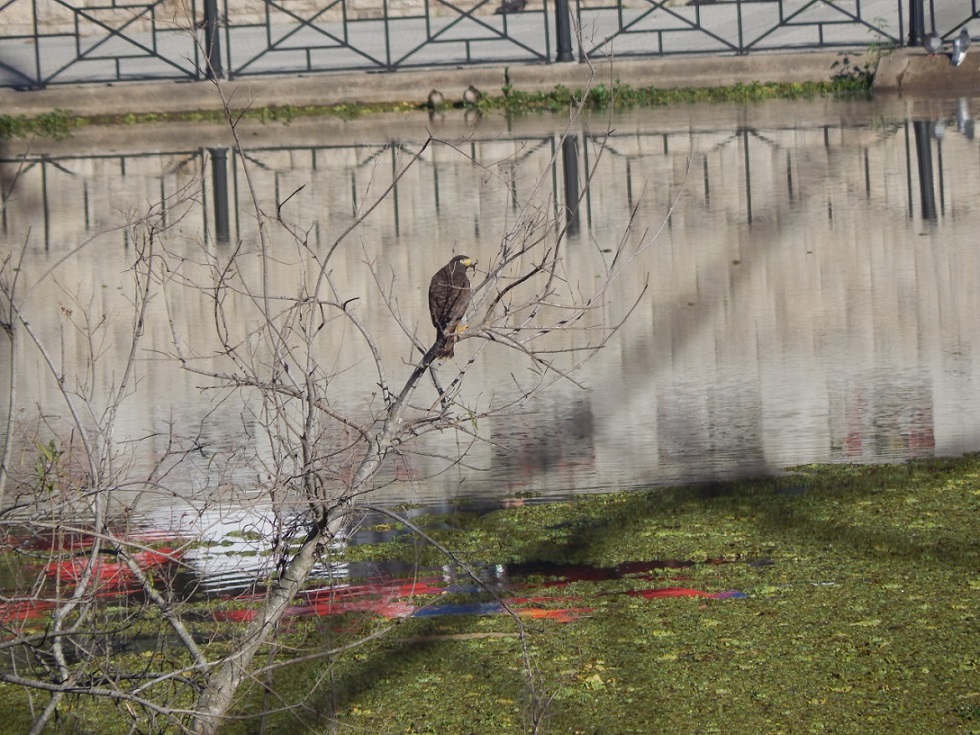 Photo Taguató Común