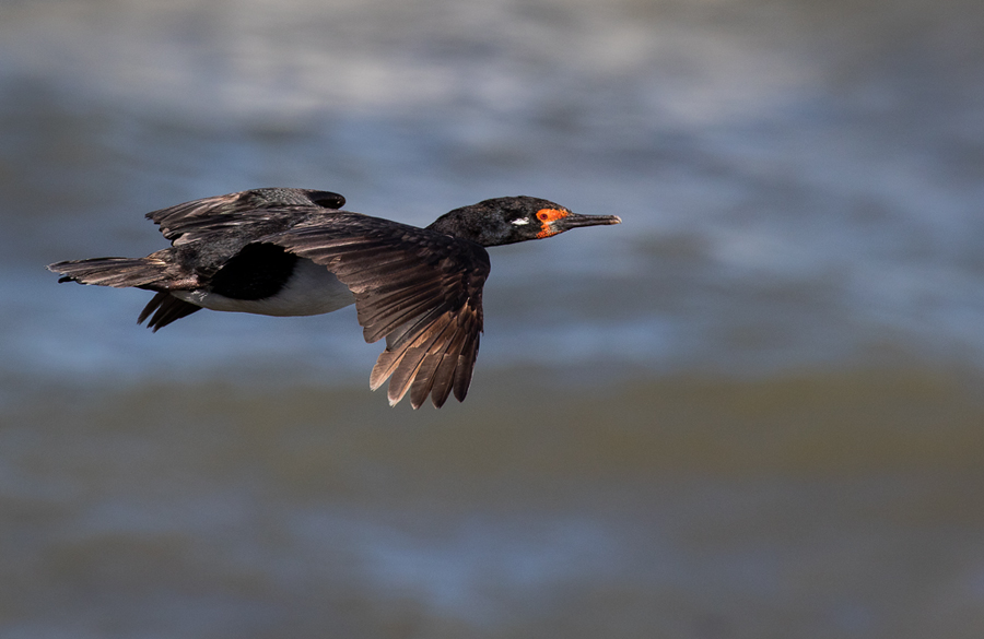 Photo Cormorán Cuello Negro