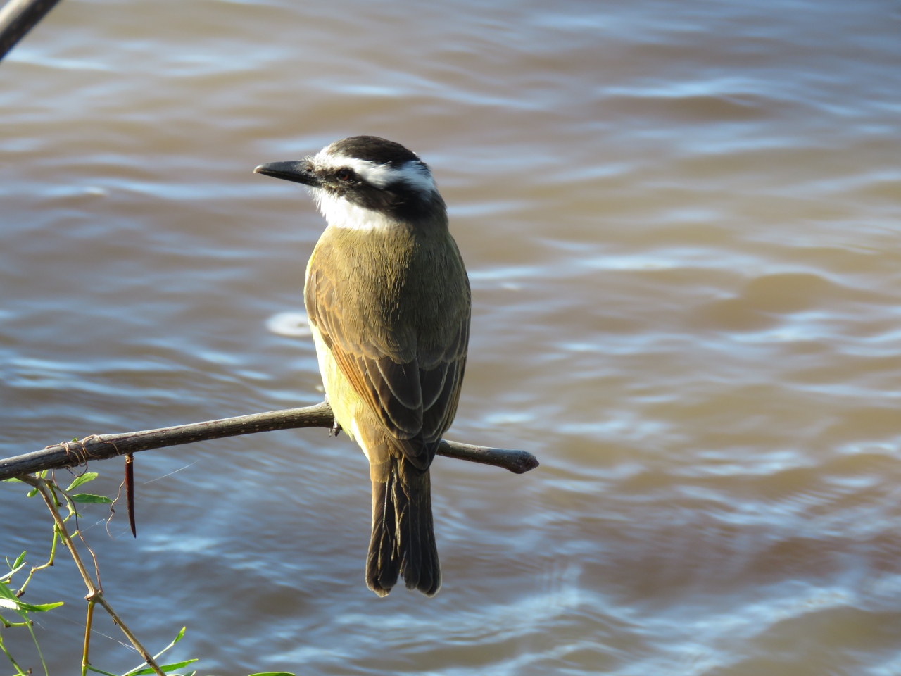Benteveo Común (Pitangus sulphuratus) - EcoRegistros