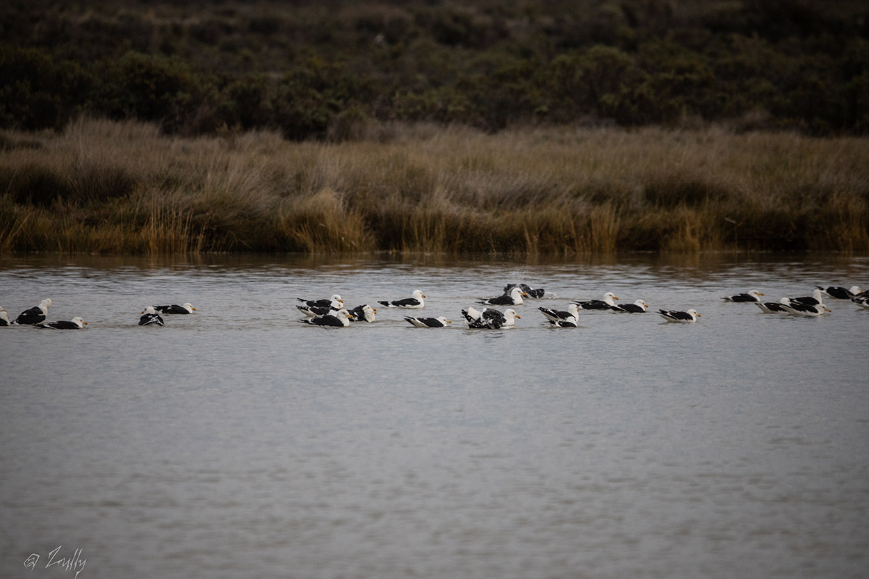 Foto Gaviota Cocinera